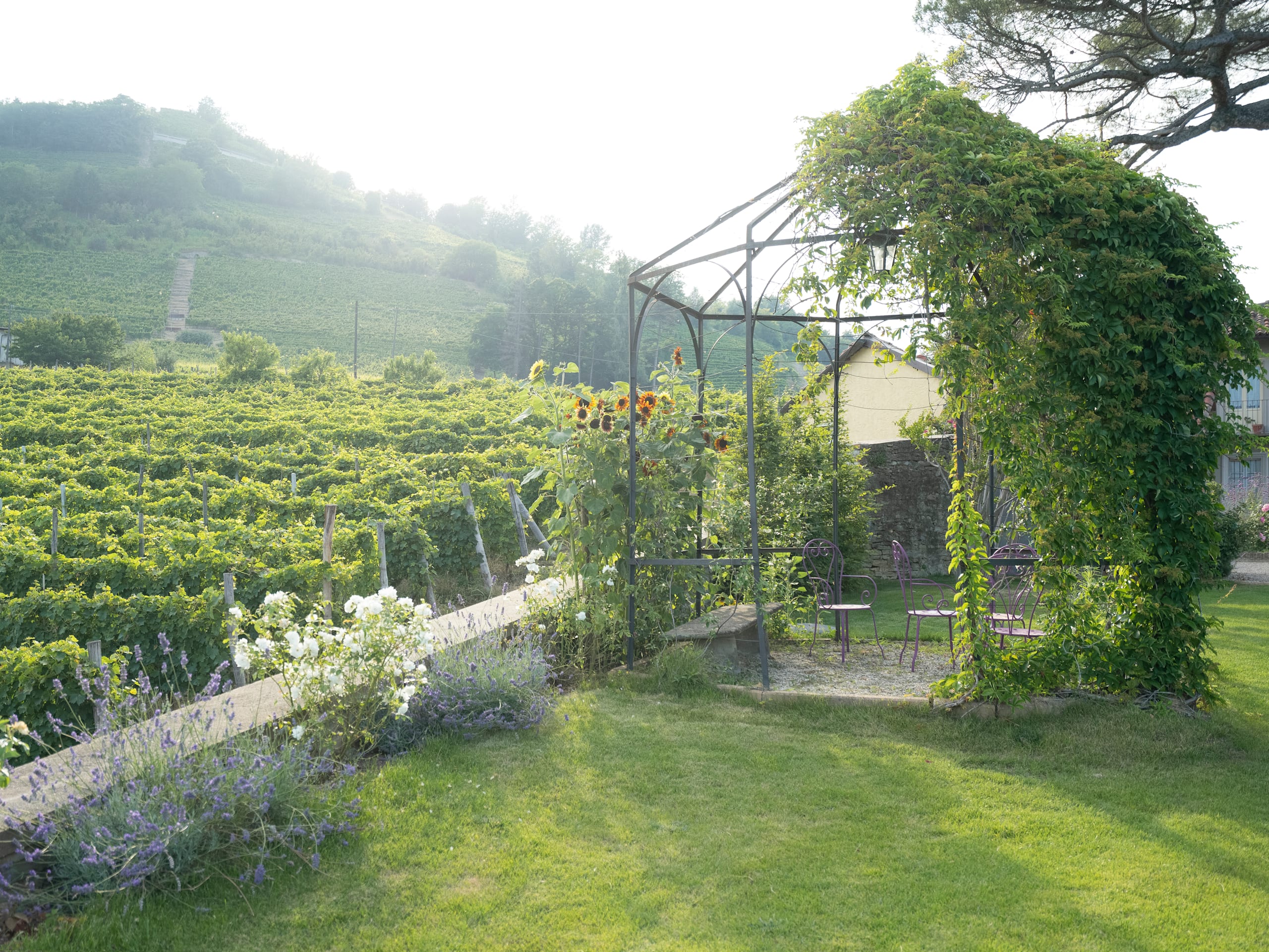 Vigne di Fagnano 1709