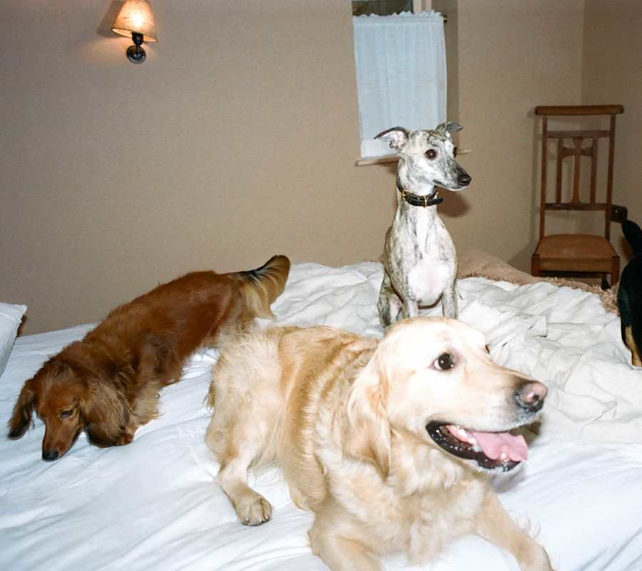 Dog-friendly hotels