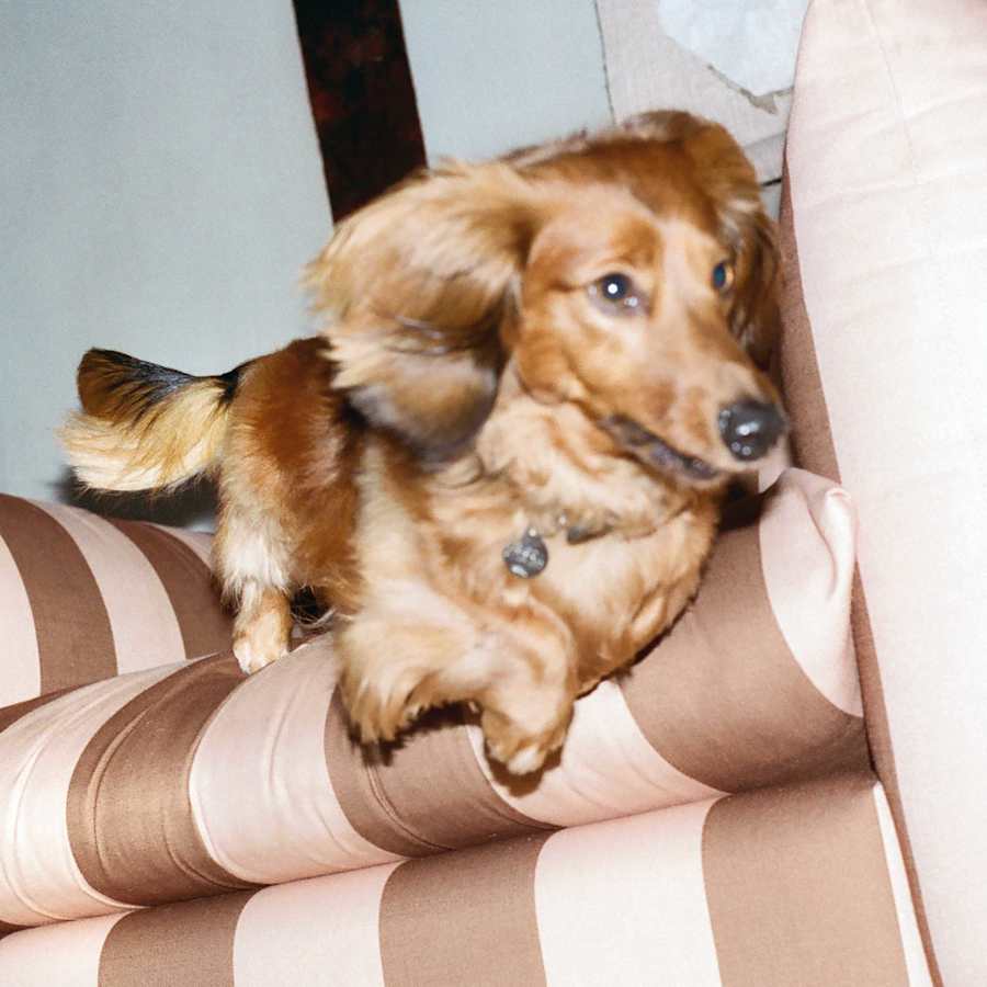 Luxury dog & pet-friendly hotels