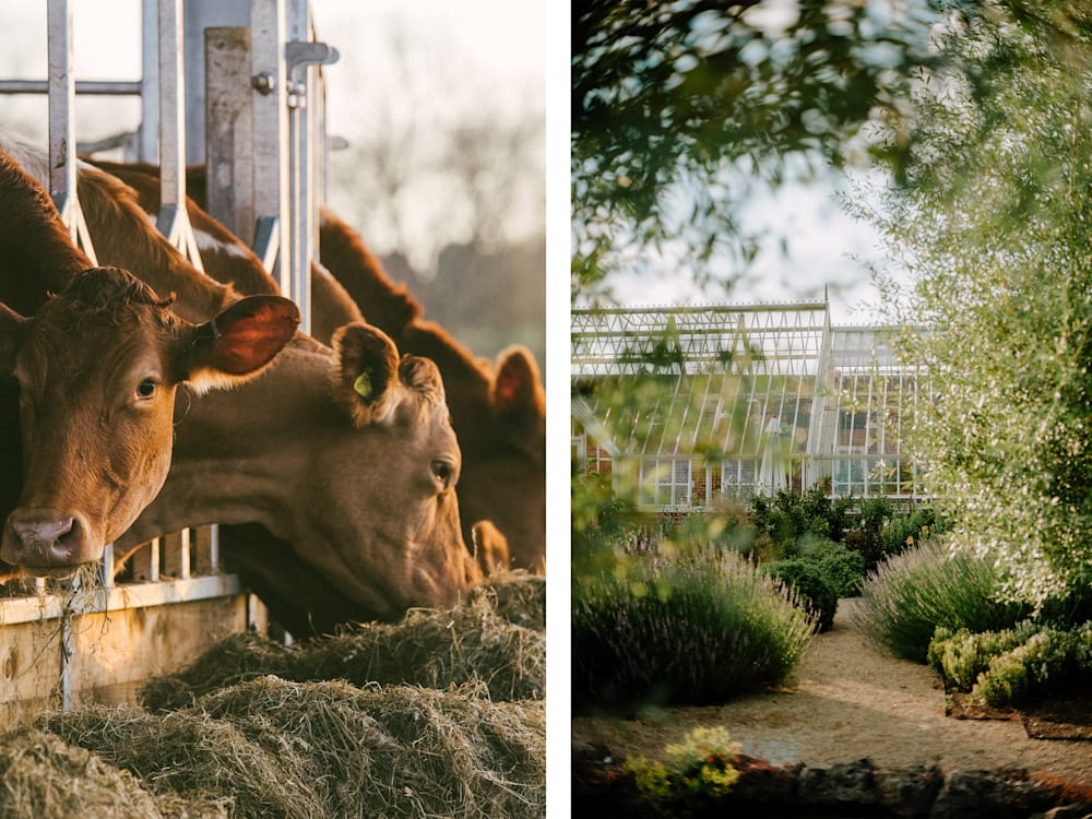 An image of three cows feeding on the left and another image of a greenhouse through a canopy of branches and bushes.