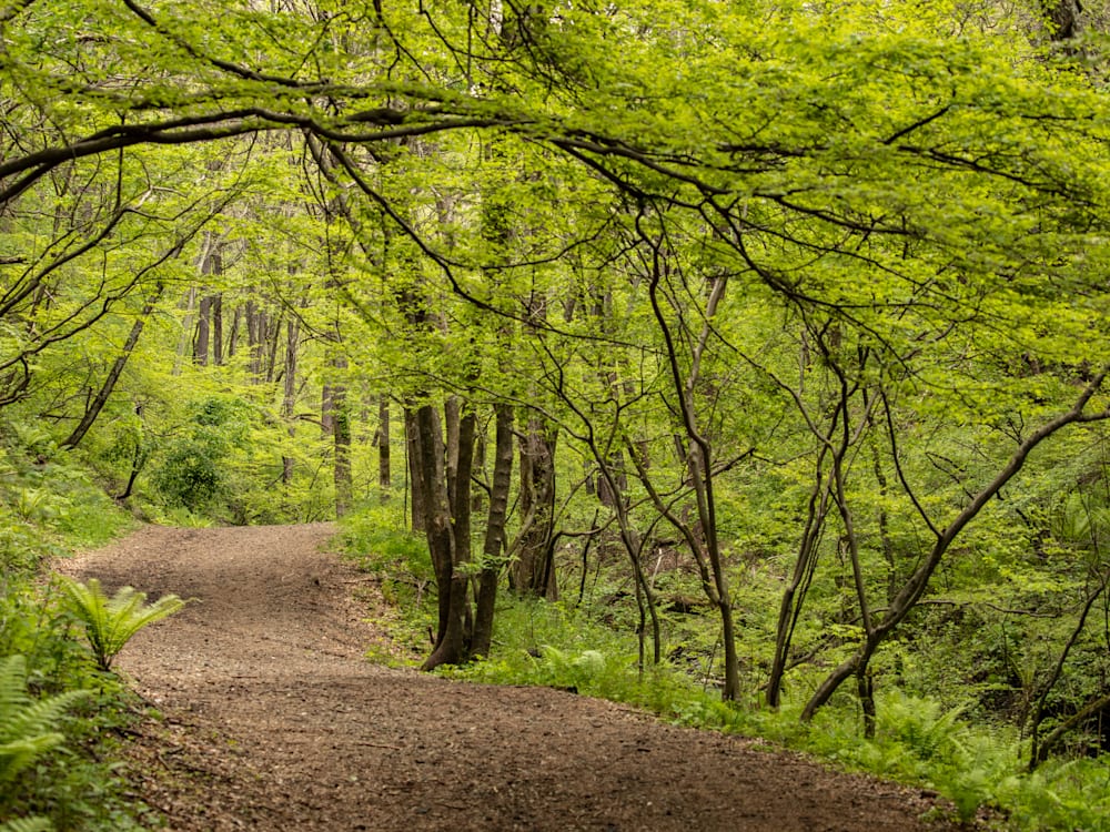 A covered outdoor walkway with surrounding greenery, creating a tranquil, minimalist passage through nature.